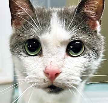 Photo of Bullet