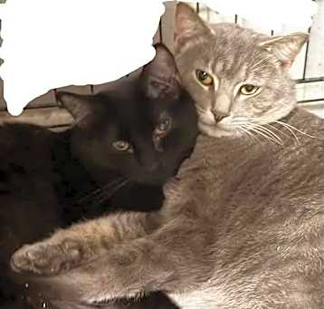 Photo of Joseph&Smokie