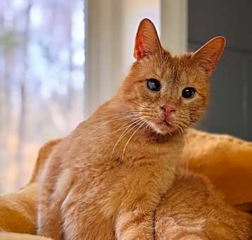 Photo of Mango