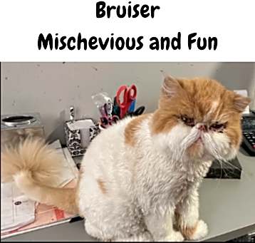 Photo of Bruiser