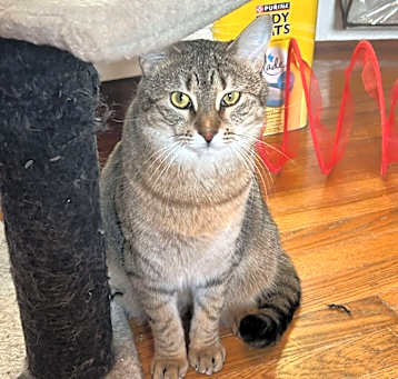 Photo of Scout