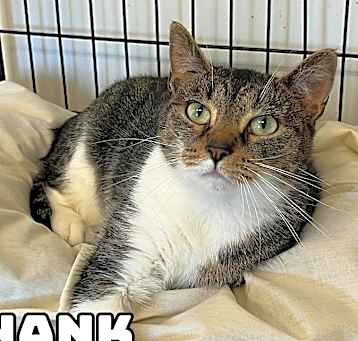 Photo of Hank