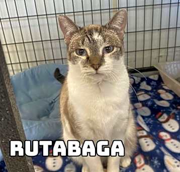 Photo of Rutabaga