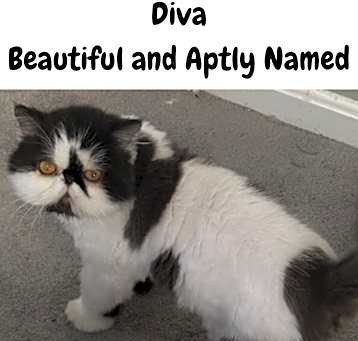 Photo of Diva