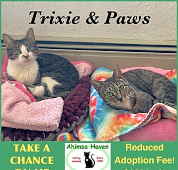 Photo of Paws & Trixie