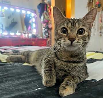 Photo of Ophelia