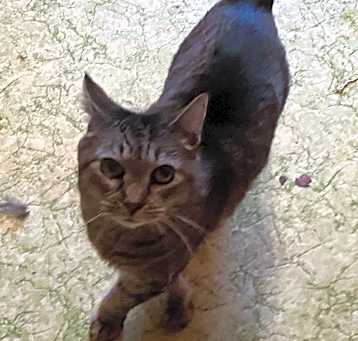 Photo of Pixie
