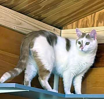 Photo of Stripe