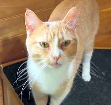 Photo of Shiloh