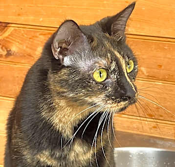 Photo of Aluma
