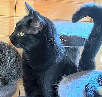 Photo of Cobalt