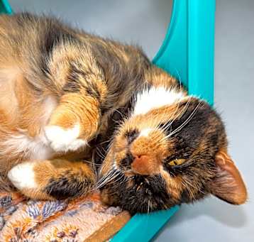 Photo of Cali