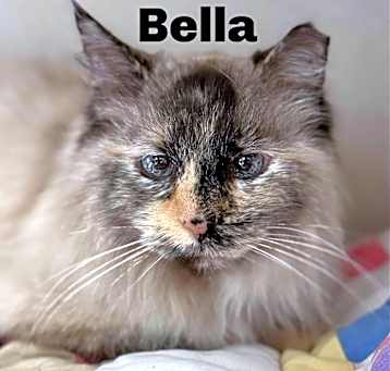 Photo of Bella 250117