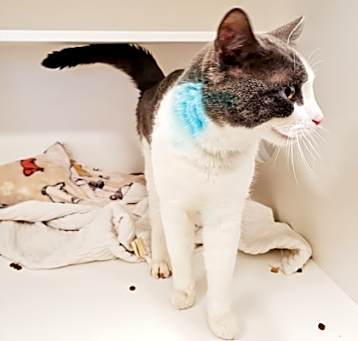Photo of Salem (real name) was Mouse108