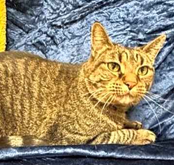 Photo of Pumpkin