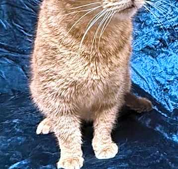 Photo of Gracie