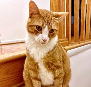 Photo of Simba