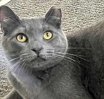 Photo of Mindy (bonded with Miles)