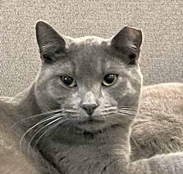 Photo of Miles (bonded with Mindy)