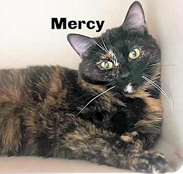 Photo of Mercy 240838