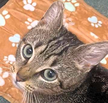 Photo of Fern