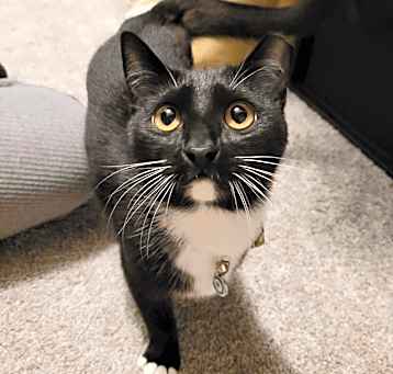 Photo of Tinkerbelle
