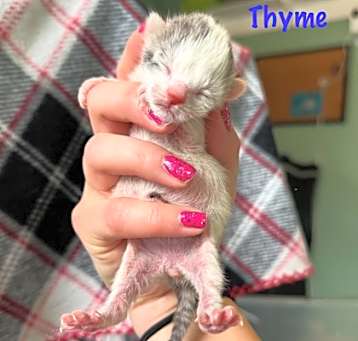 Photo of Thyme