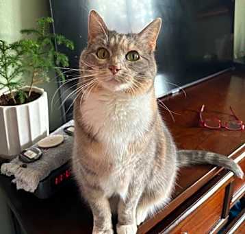 Photo of Kitty