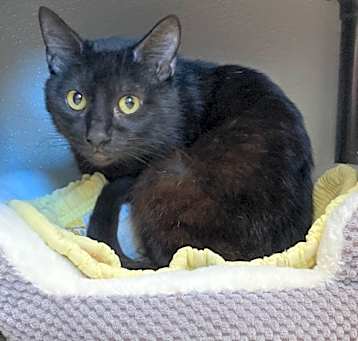 Photo of BlackJack