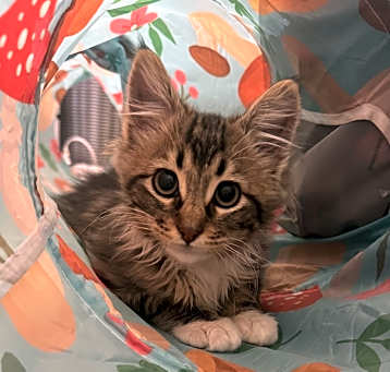 Photo of Brownie