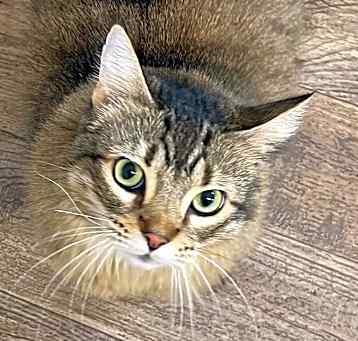 Photo of Honey