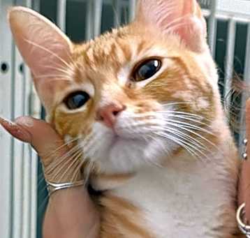 Photo of Frisky