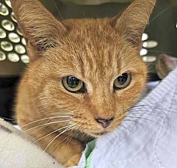 Photo of Butterscotch
