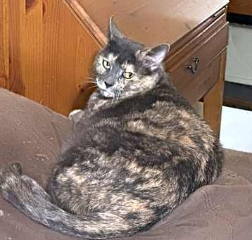 Photo of Luna