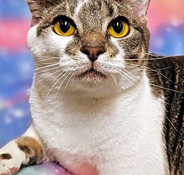 Photo of Sweetie- RC PetSmart