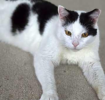 Photo of Moo Moo 2