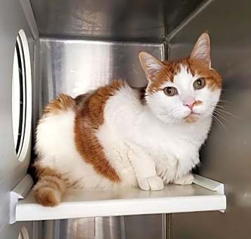 Photo of Kiwi