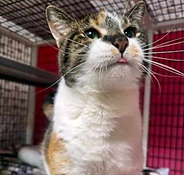 Photo of Stella
