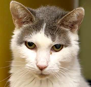 Photo of Key - Available in Foster