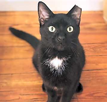 Photo of Onyx