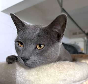 Photo of Blue