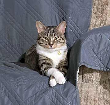Photo of Cookie