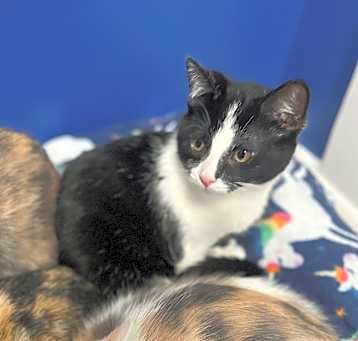 Photo of McIntosh