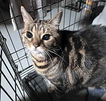 Photo of Pepper