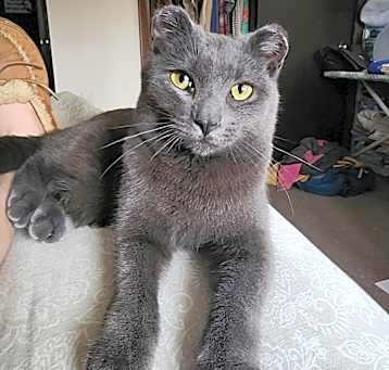 Photo of Merlin