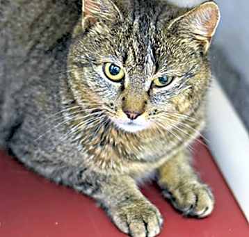 Photo of Muffin