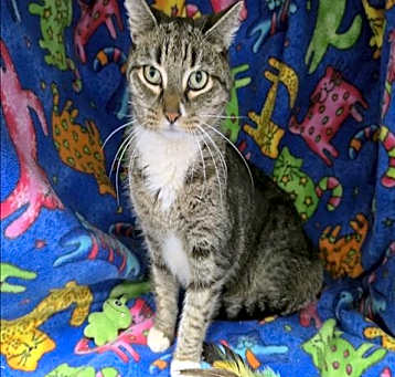 Photo of RAJAH