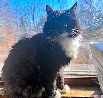 Photo of Mittens