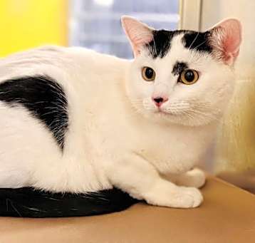 Photo of Licorice