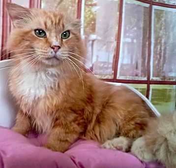 Photo of Butter